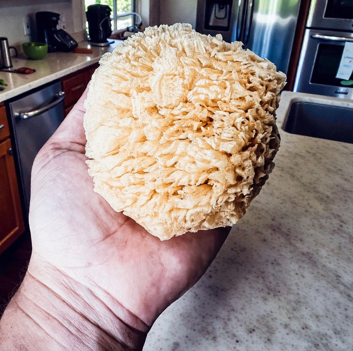 Organic Sea Sponge, All Natural Body Wash Loofah 4-5"