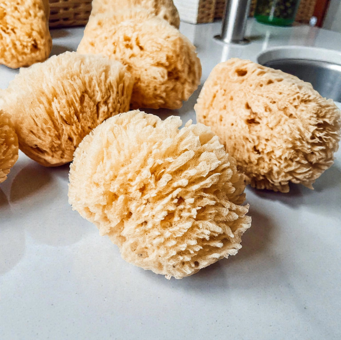 Organic Sea Sponge, All Natural Body Wash Loofah 4-5"
