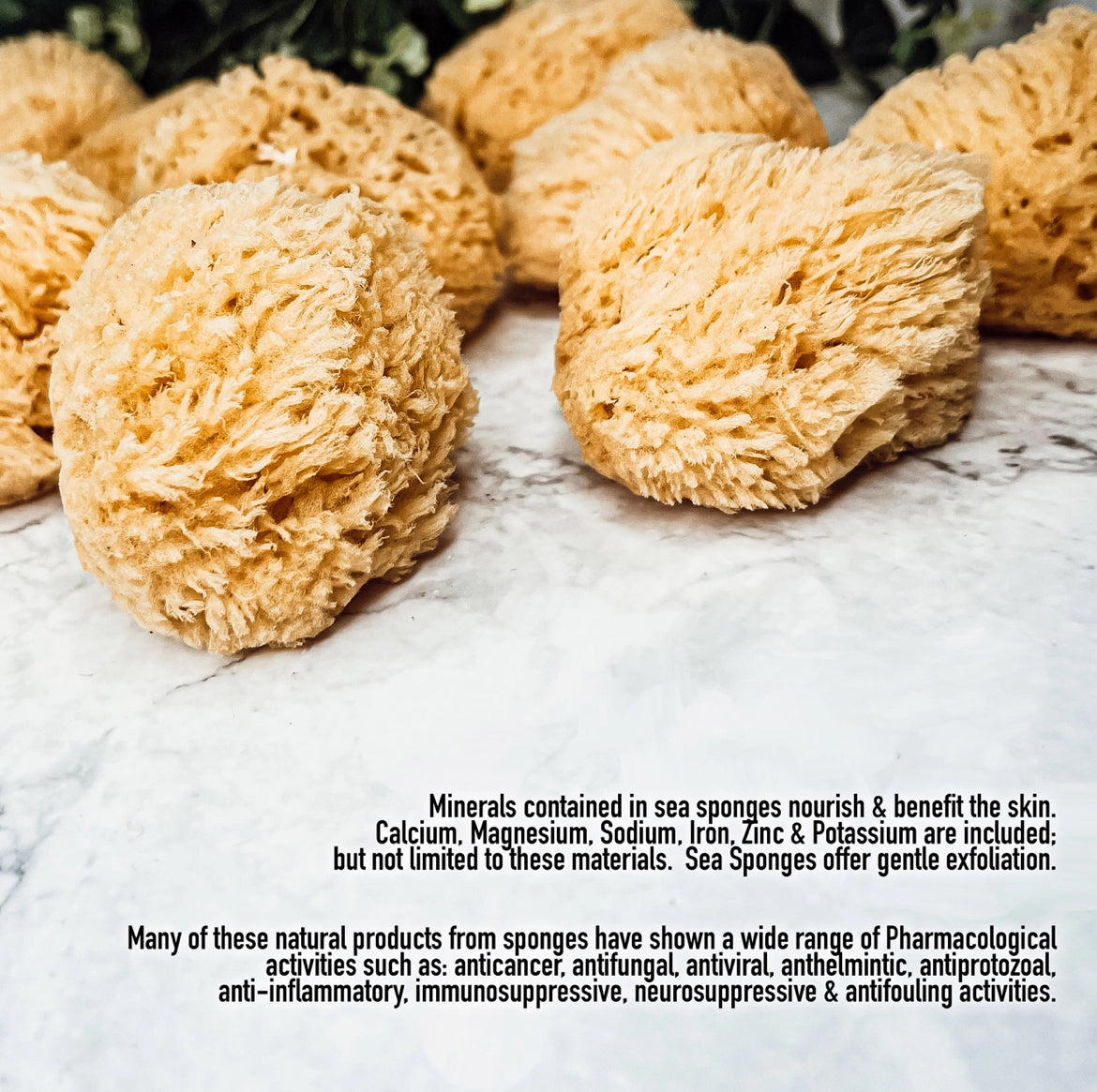 Organic Sea Sponge, All Natural Body Wash Loofah 4-5"